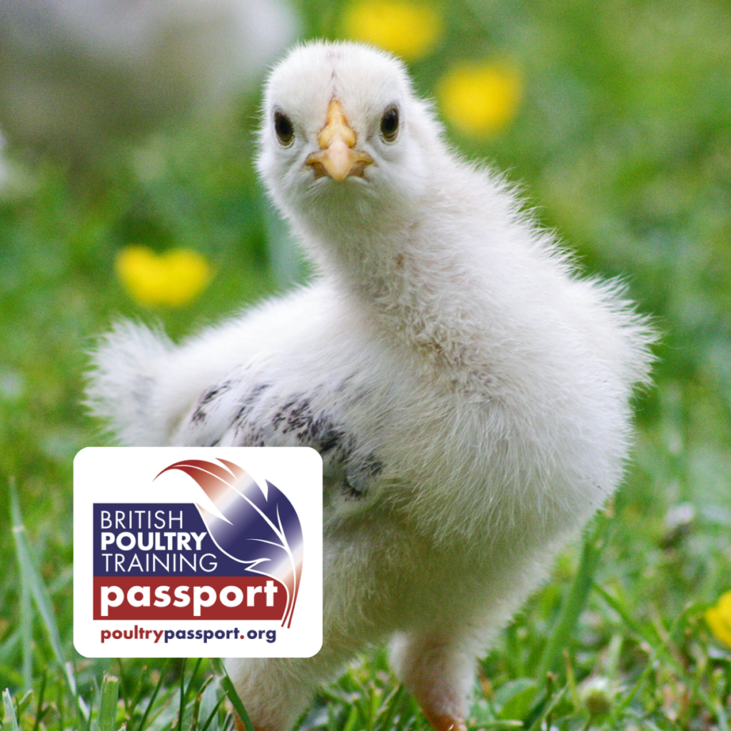 British Poultry Passport Training for Broiler Producers – Module 1: Health & Welfare