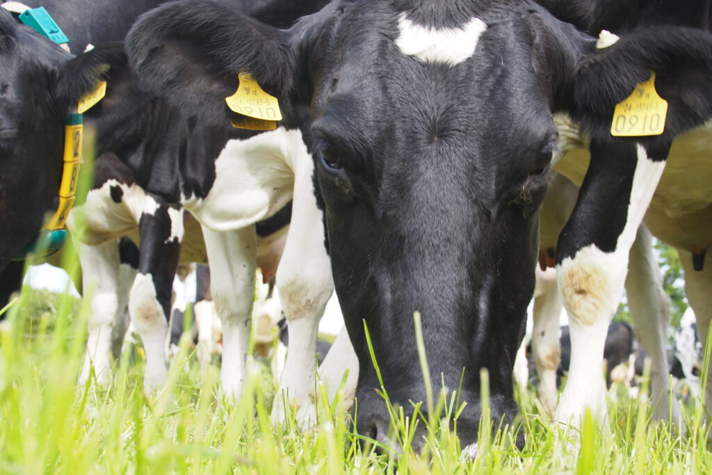 Animal Health Soil Mineral Analysis