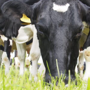 Animal Health Soil Mineral Analysis