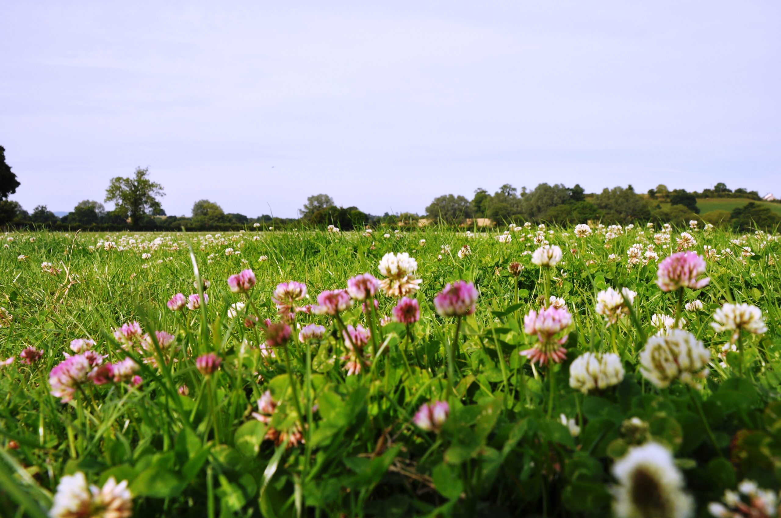 Red Clover Mixture – 3 year red and white Clover - Mix RW - Image 1