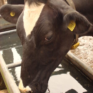 Water Microbial Analysis with Salmonella (Ecoli/coliforms/TVC and Salmonella)
