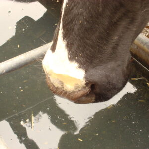 Livestock Drinking Water Analysis - Minerals