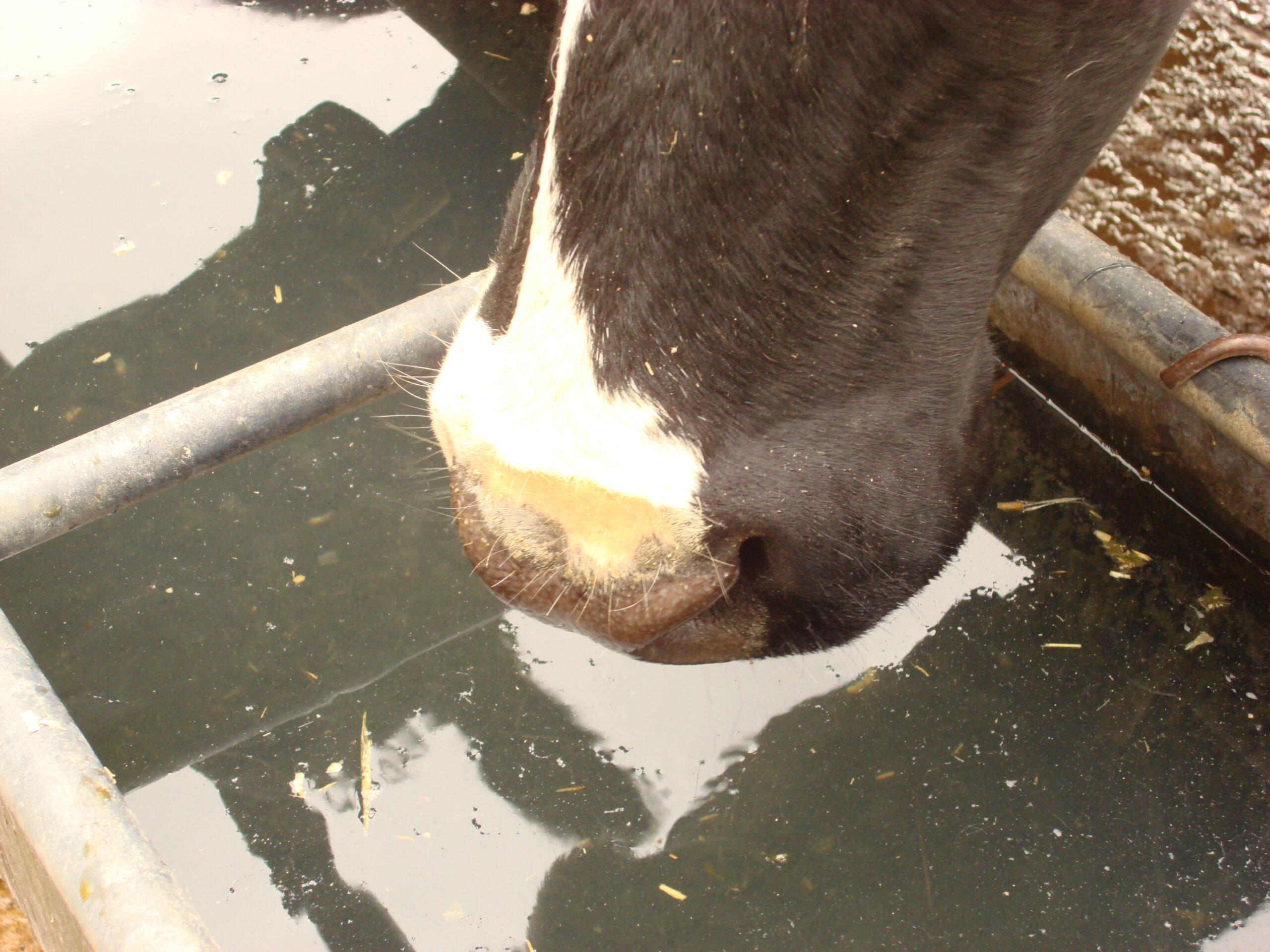 Livestock Drinking Water Analysis - Minerals - Image 1