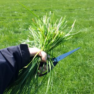 Fresh Grass Analysis