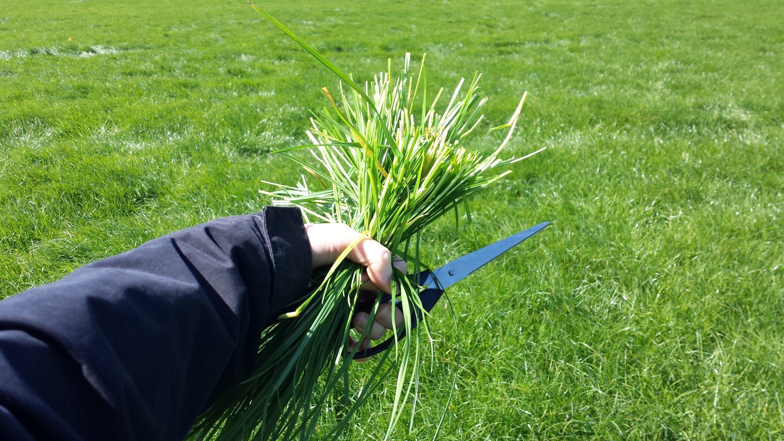 Fresh Grass Analysis - Image 1