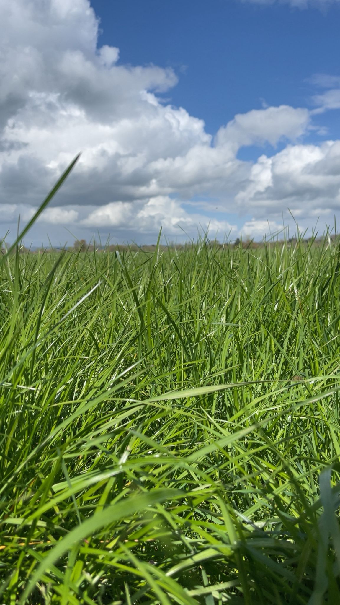 Short Term Mix (Italian and Hybrid Ryegrass) – 1 yr, catch crop & after maize - Mix S1 - Image 1