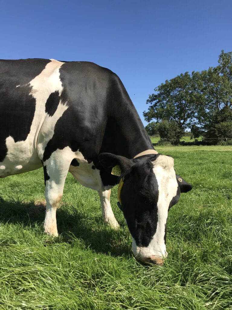 Long Term Mixture without clover - Preferred Grazing Mix no Clover - Mix GLN