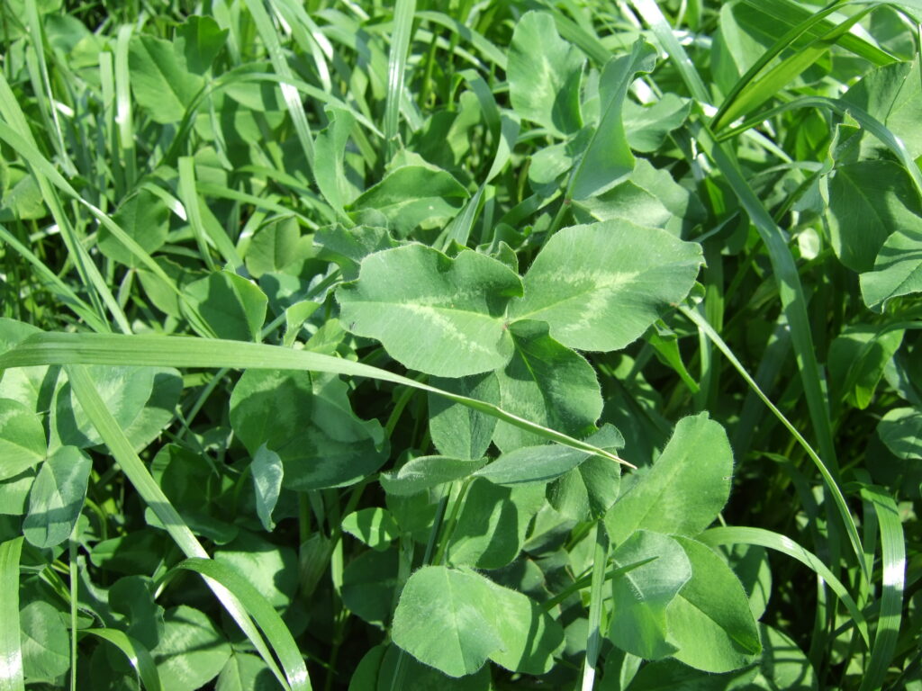 Short Term Mix (Italian and Hybrid Ryegrass) – 3-4 yr Hybrid PRG + Clover - Mix S4C
