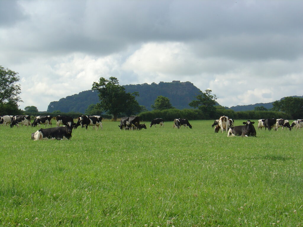 Organic Mixes