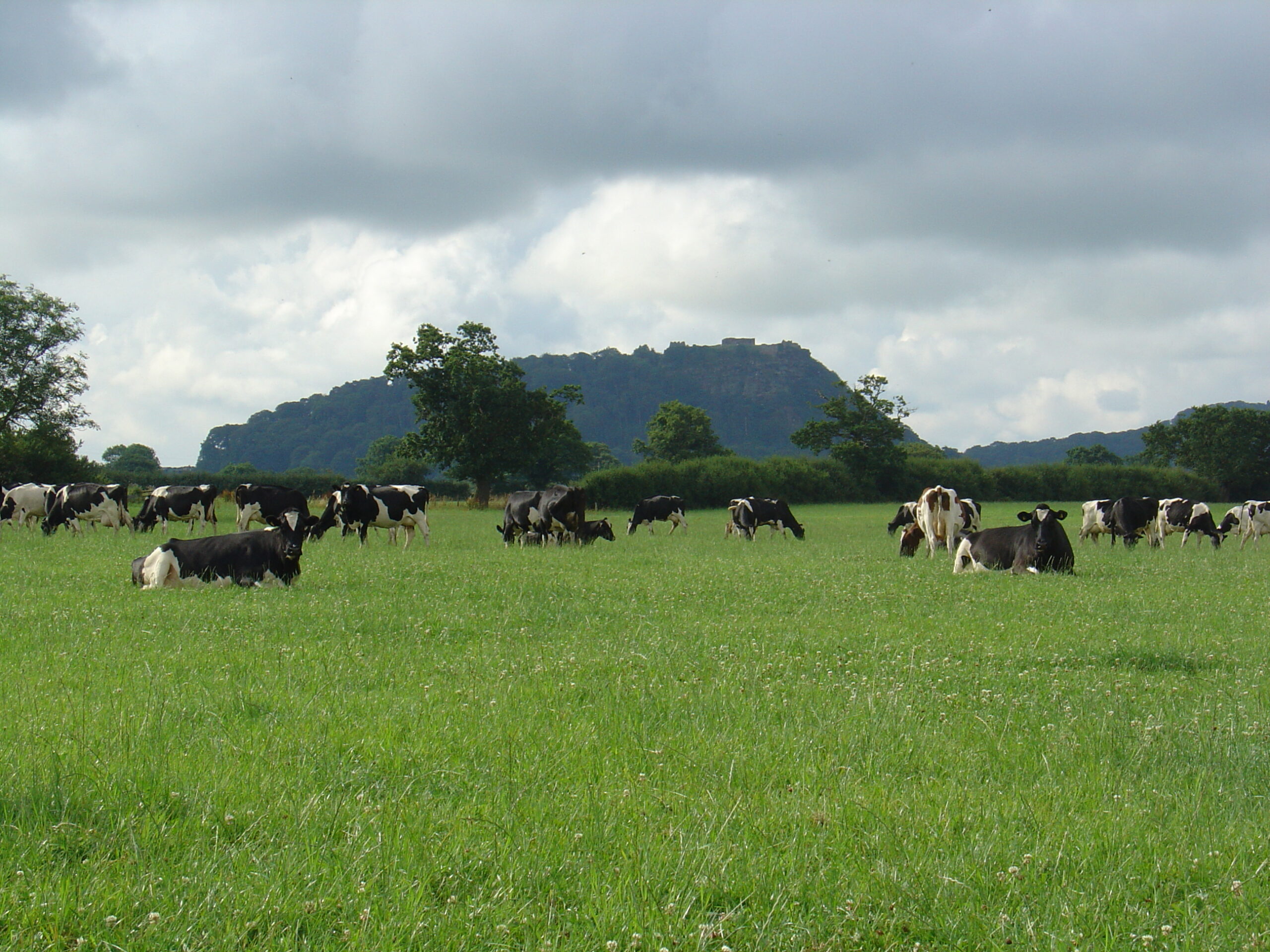 Organic Mixes - Image 1