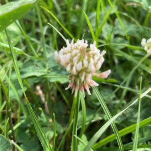 Long Term Mixture - Preferred Grazing Mix with Clover - Mix GLC