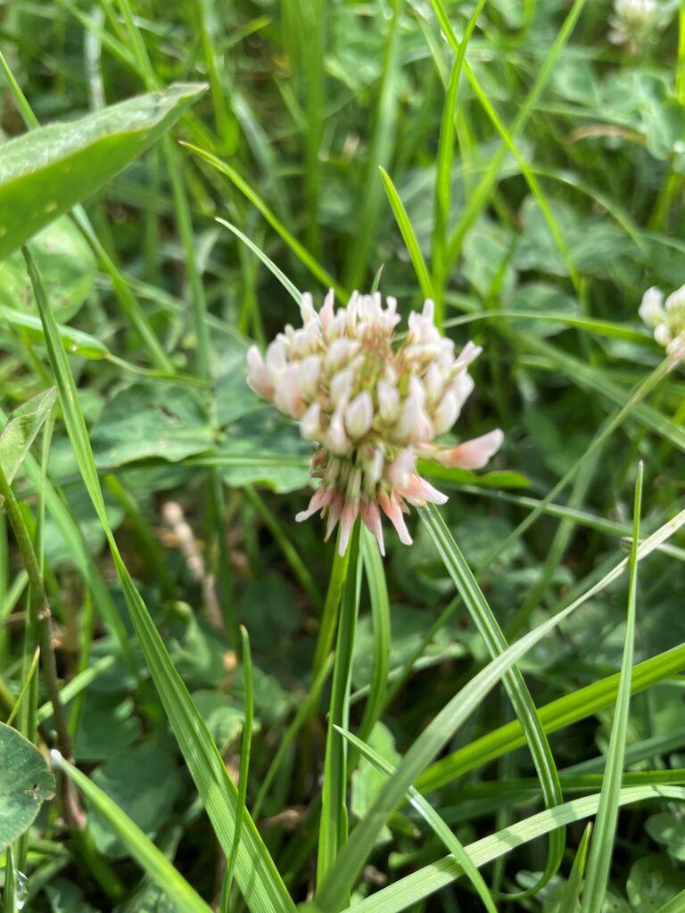 Long Term Mixture - with White Clover – (Early Grazing Mix with Clover Mix) - Mix GEC