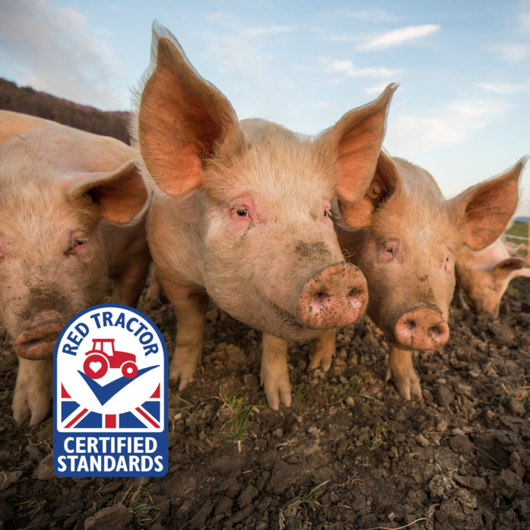 The Use of Medication in Pigs (Red Tractor Approved)