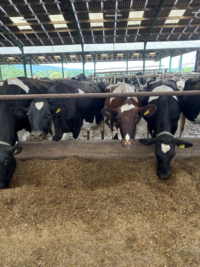 NIR Analysis of Ruminant Feed