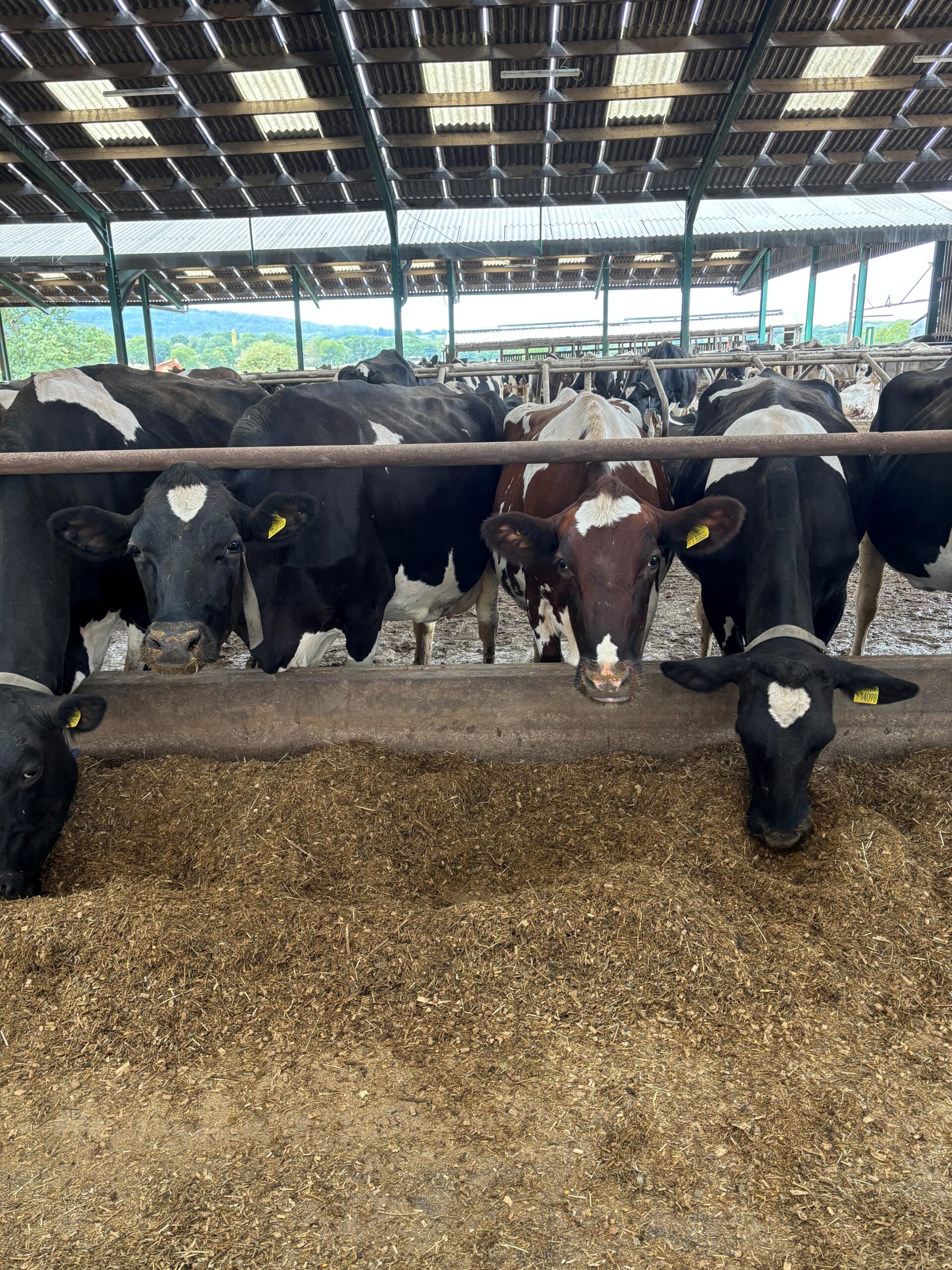 NIR Analysis of Ruminant Feed - Image 1
