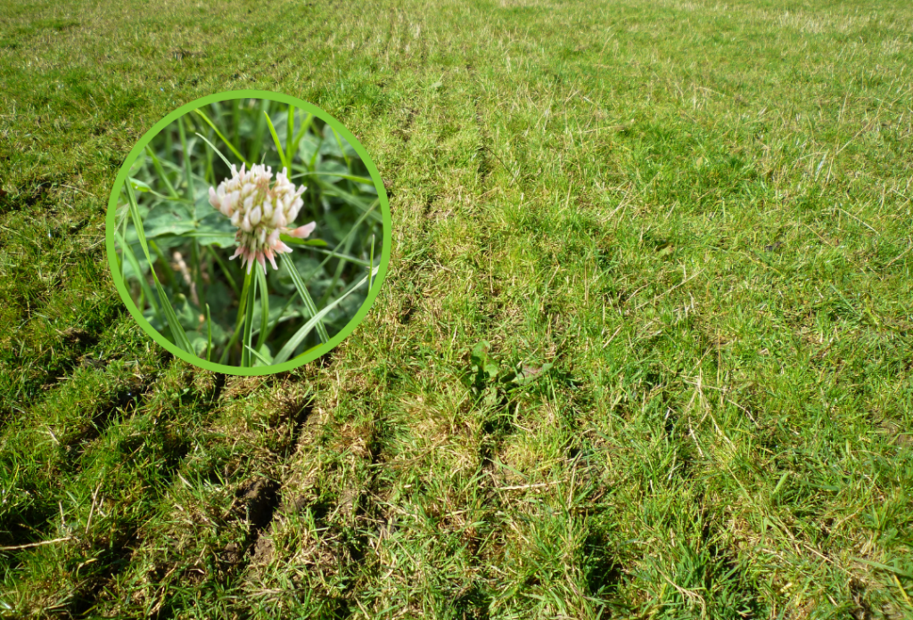 Oversow Mixture – Oversow + Clover - Mix OSC