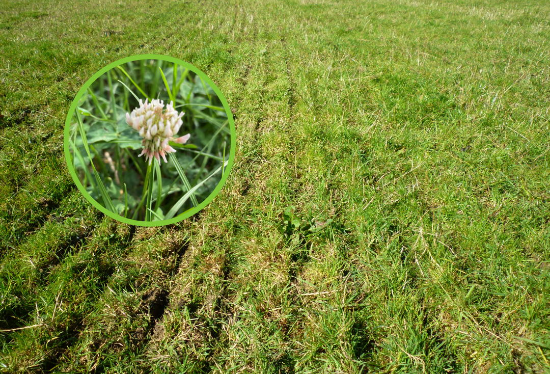 Oversow Mixture – Oversow + Clover - Mix OSC - Image 1