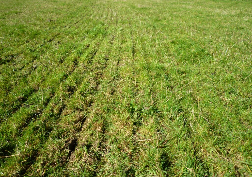 Oversow Mixture – Oversow no Clover - Mix OS