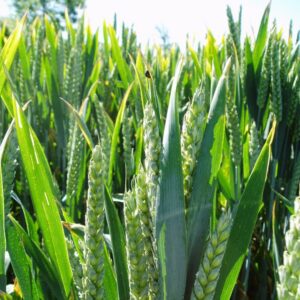 Broad Spectrum Leaf Analysis