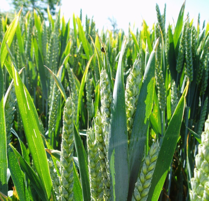Broad Spectrum Leaf Analysis