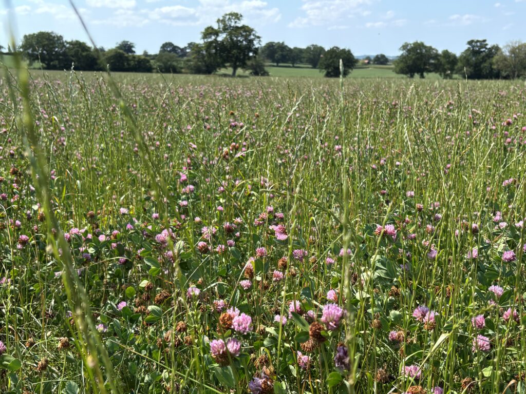 Red Clover Mixture – 2 year red Clover - Mix RC