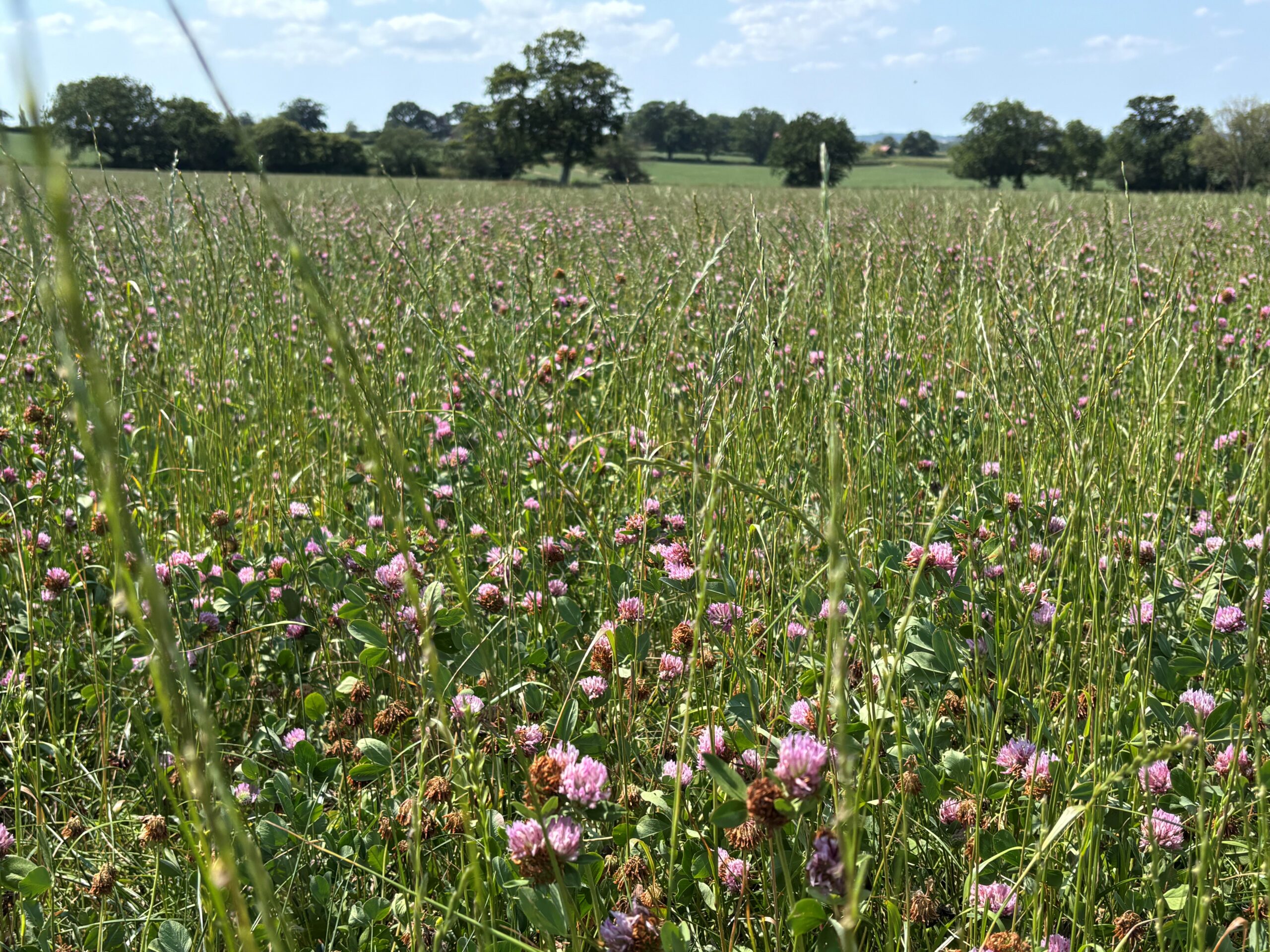 Red Clover Mixture – 2 year red Clover - Mix RC - Image 1