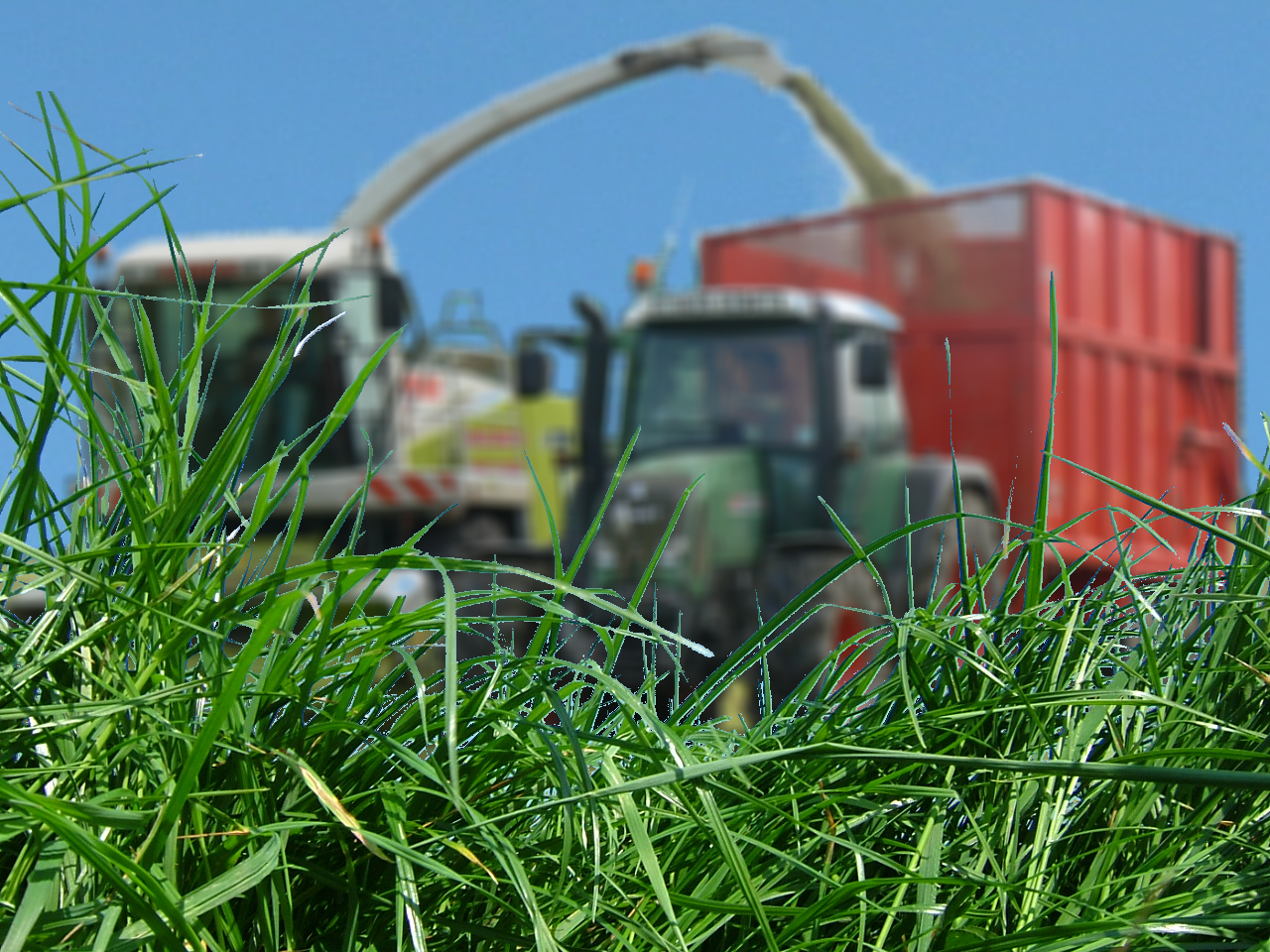 Long Term Mixture without clover- Early Silage no Clover - Mix SEN - Image 1