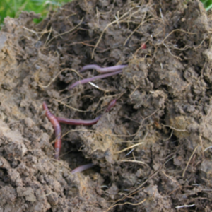 Soil Carbon Assessment Extra with Textural Classification