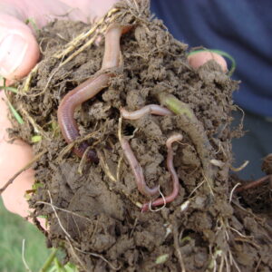 Broad Spectrum Soil Health