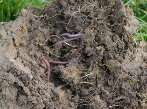 Soil Carbon Assessment with Textural Classification