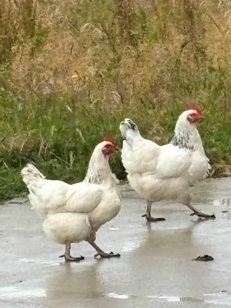 Manure Analysis - Poultry Manure