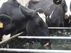 Water Microbial Analysis – (Red Tractor Compliant) (Ecoli/coliforms/TVC)