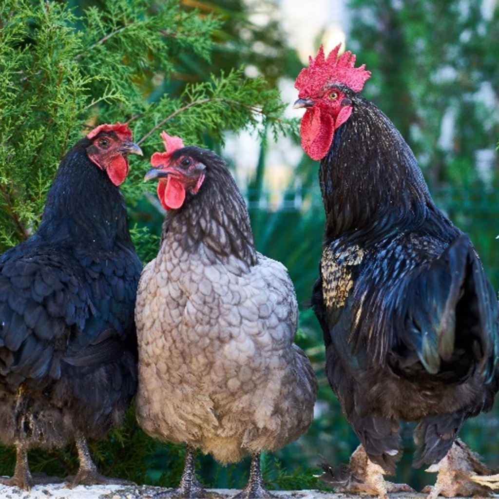 Backyard Hen Keeping