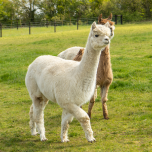 Basic Camelid Care