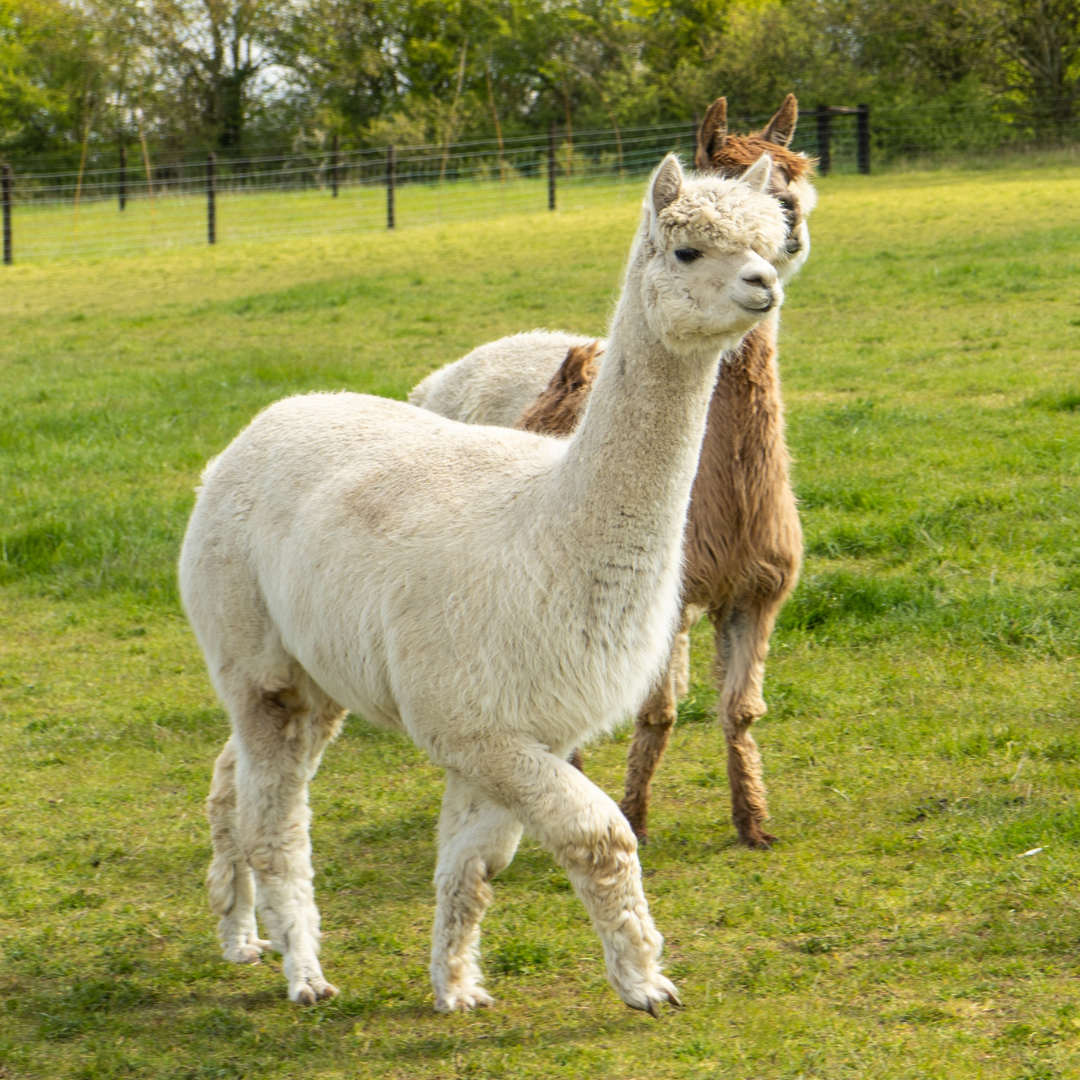 Basic Camelid Care - Image 1