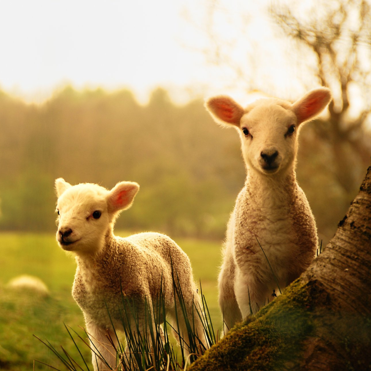 Successful Lambing - Image 1