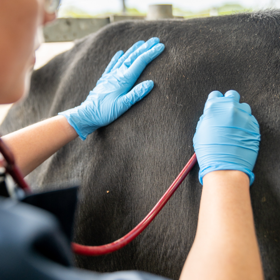 Cattle First Aid & Emergencies