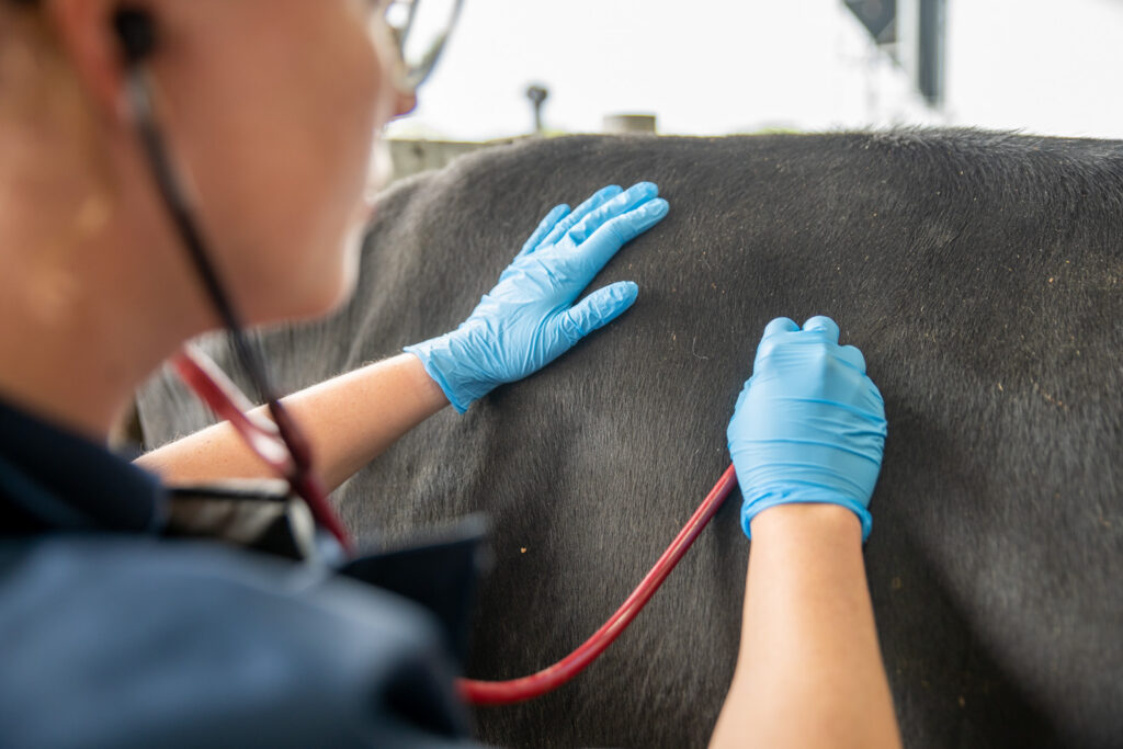 Cattle First Aid & Emergencies