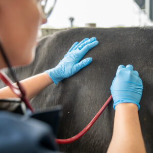 Cattle First Aid & Emergencies