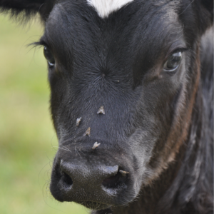 Practical Parasite Control