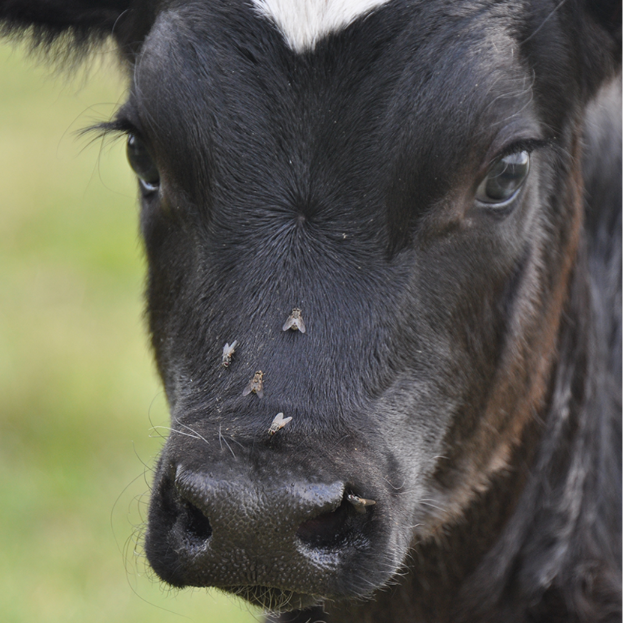 Practical Parasite Control - Image 1
