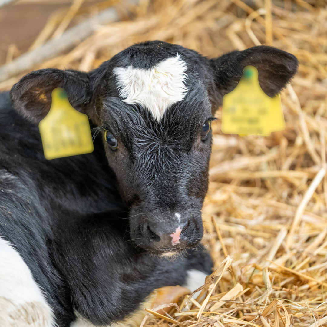 Youngstock - The Future of Your Herd - Image 1