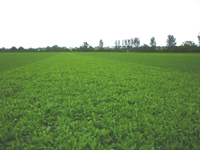 Alternative Grazing Forages Kingshay