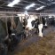 Effective Grass Silage Fermentation