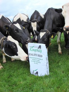 KH Grass seed & cows (14)