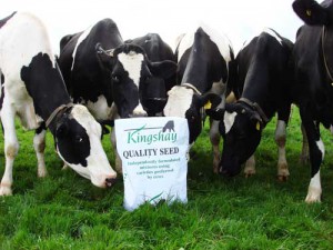KH-Grass-seed-&-cows-(4)-EDIT-SM