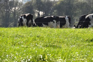 Late Season Grazing Management