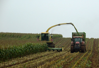 Maize Harvest