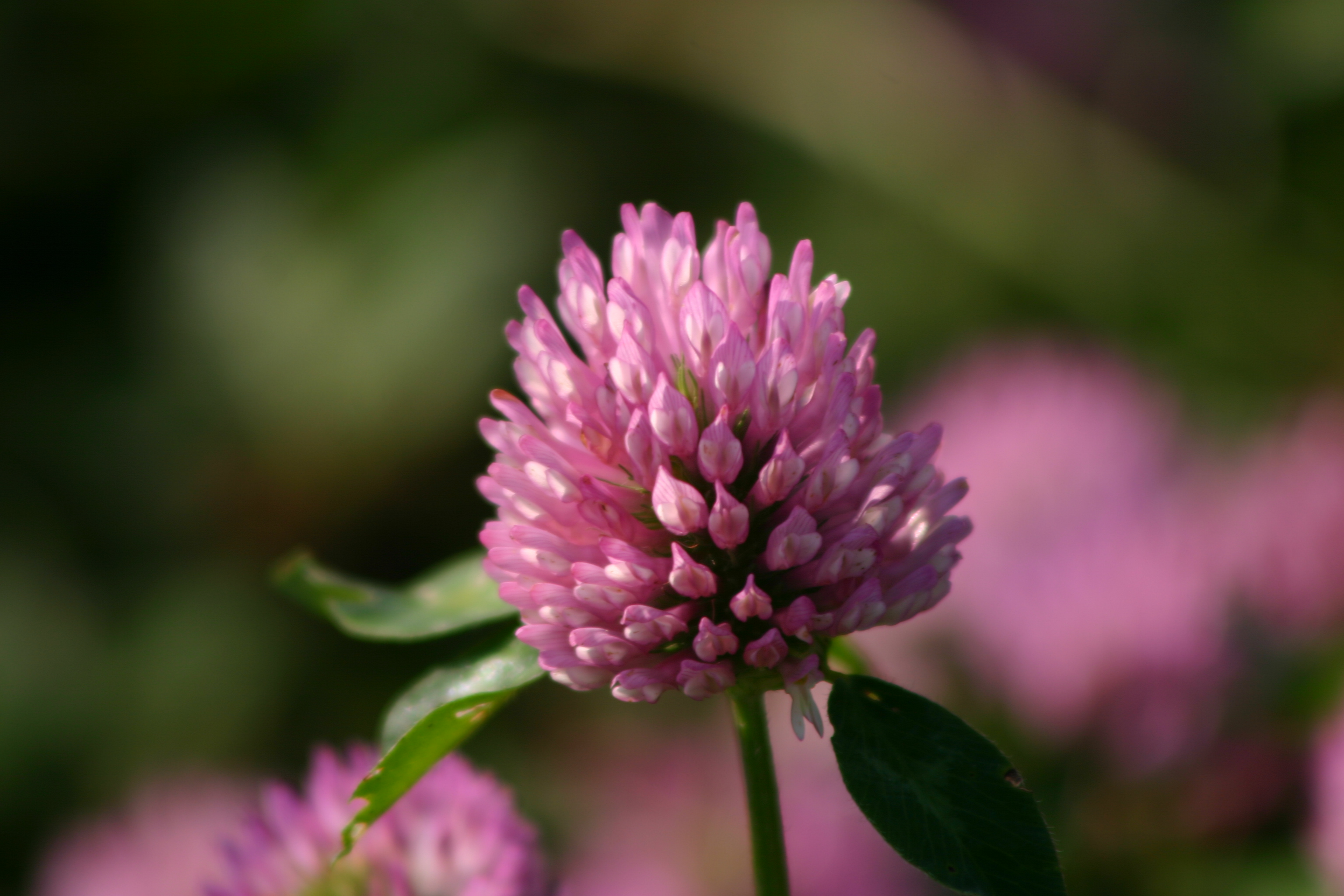Trial Update: Red Clover Monocultures - Shop - Kingshay
