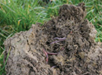 Standard_Soil_Analysis Analysis Services